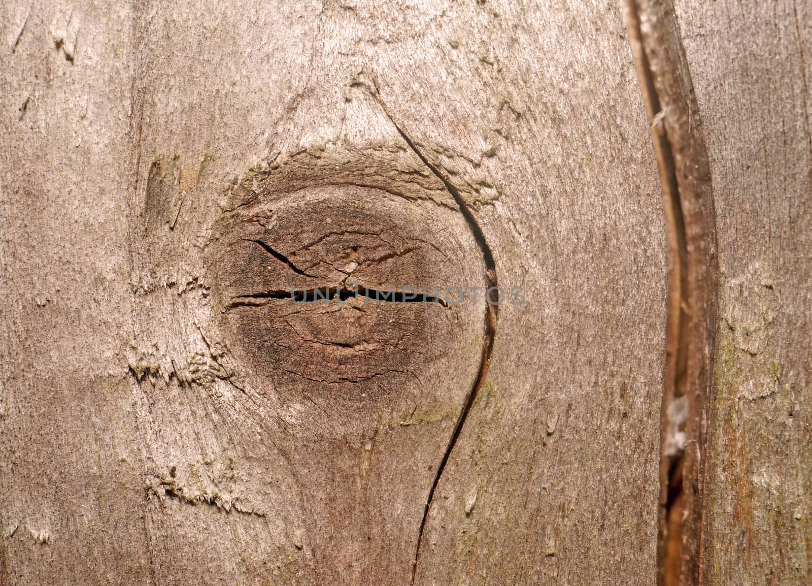 Texture of the old gray boards with a deep slit and knot                               