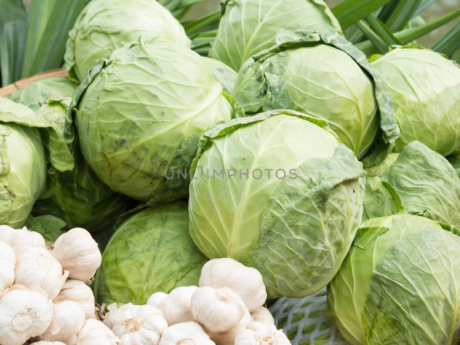 Pile of cabbages by vitawin