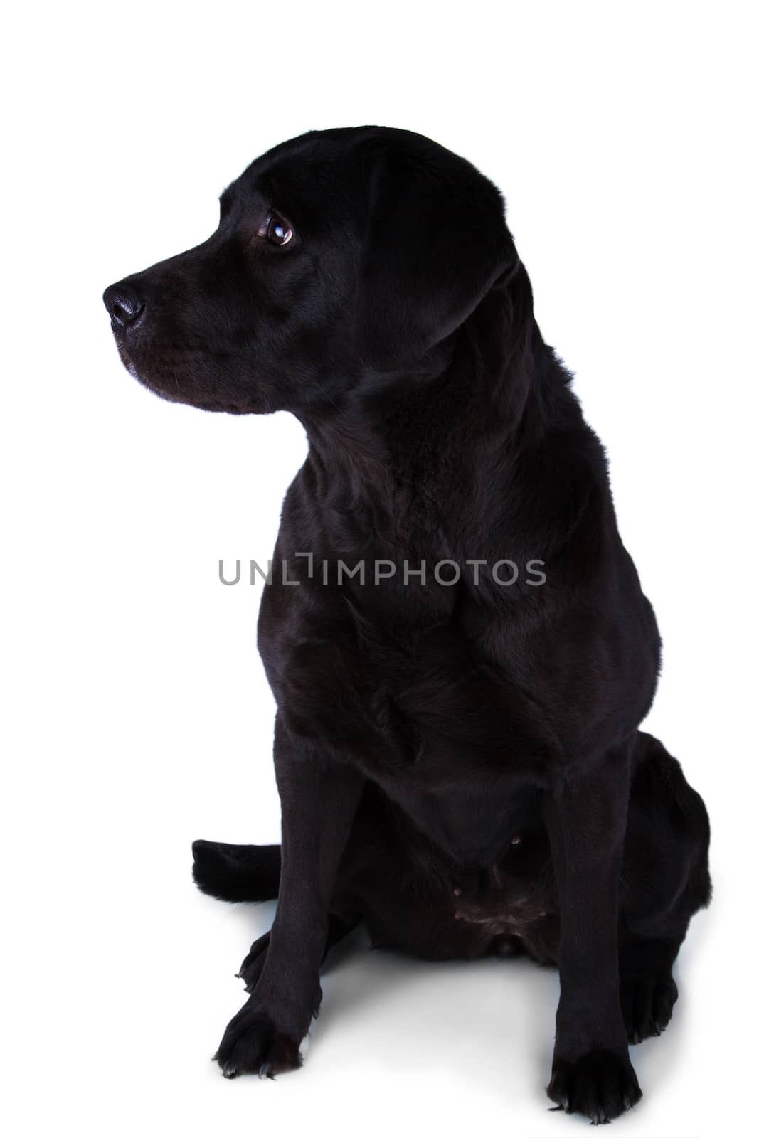 The dog black labrador, isolated on white - Stock Image