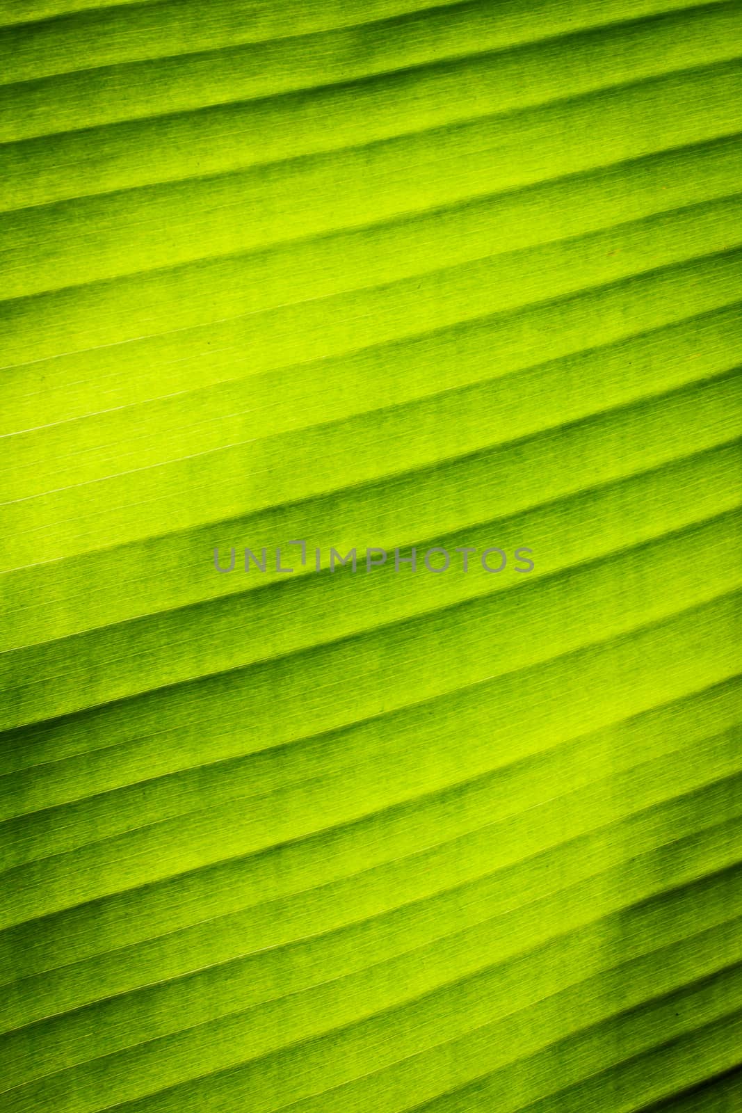 Green banana leaf texture by vitawin