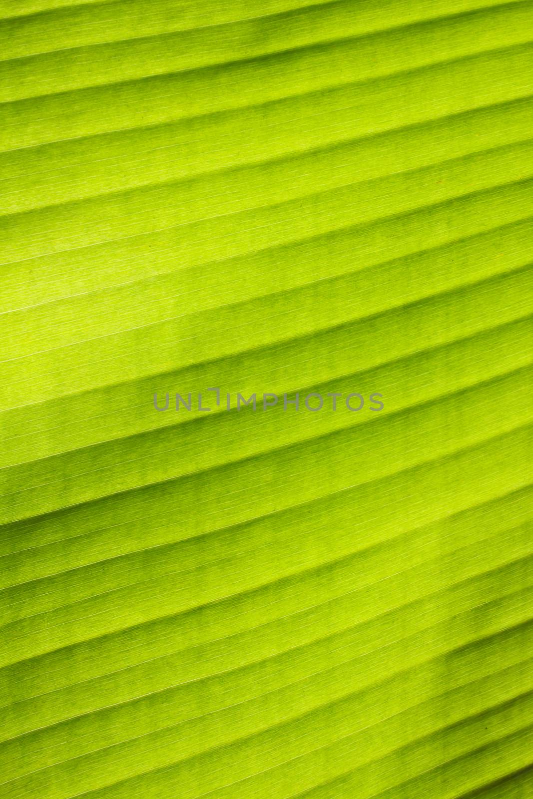 Green banana leaf texture background