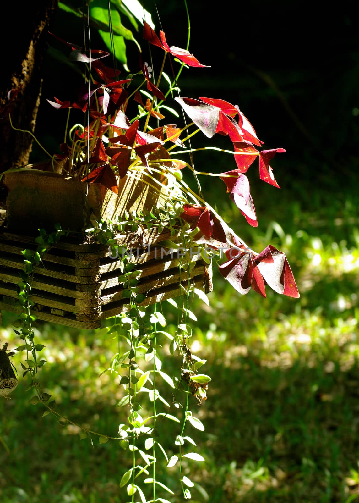 Indian park, Nice plant in hanging pot in garden