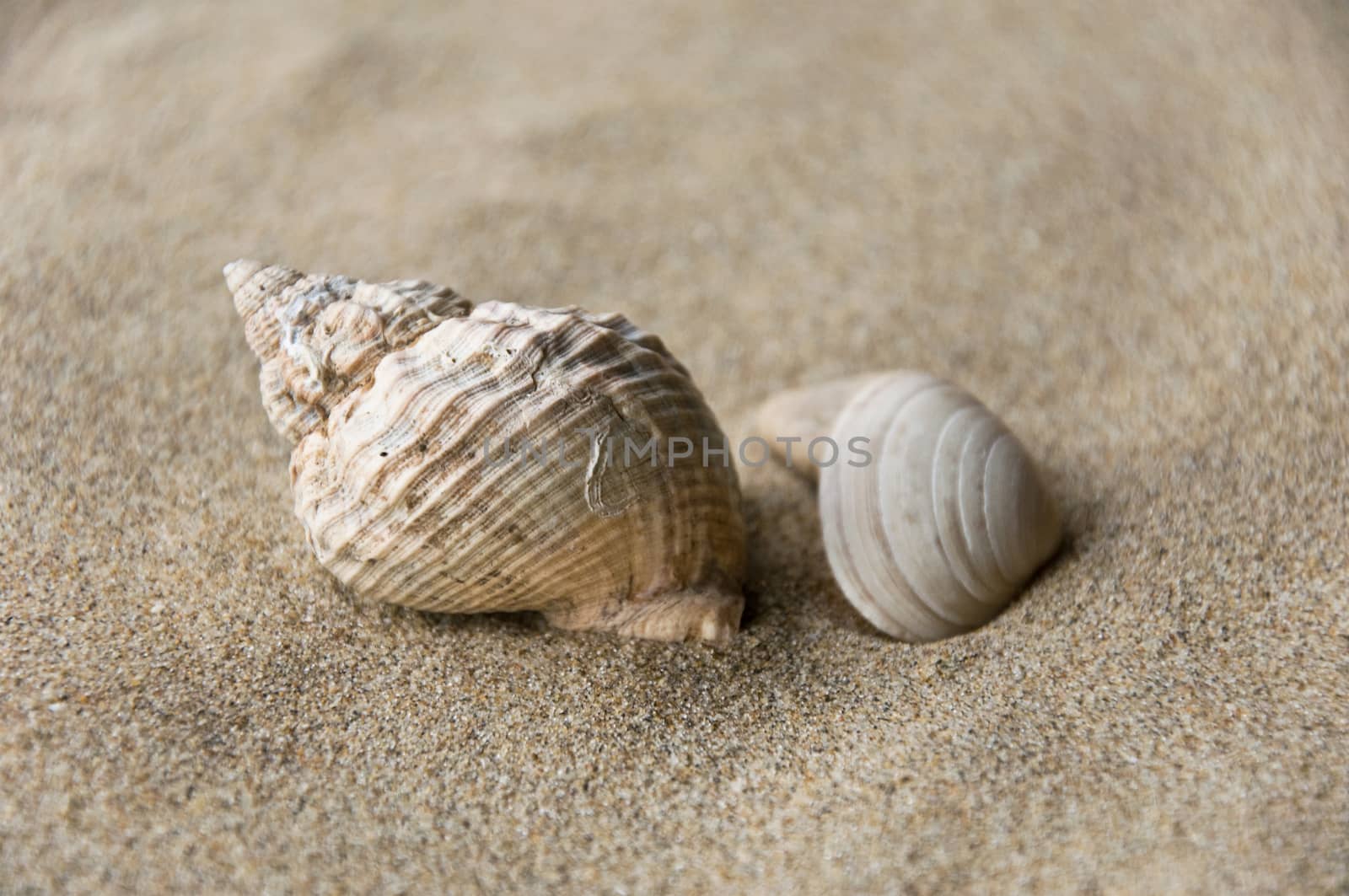 shells background