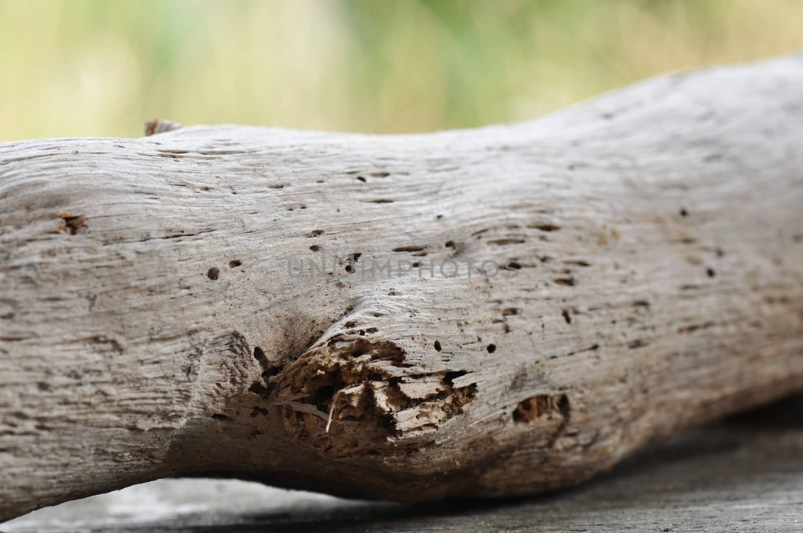 driftwood by NeydtStock