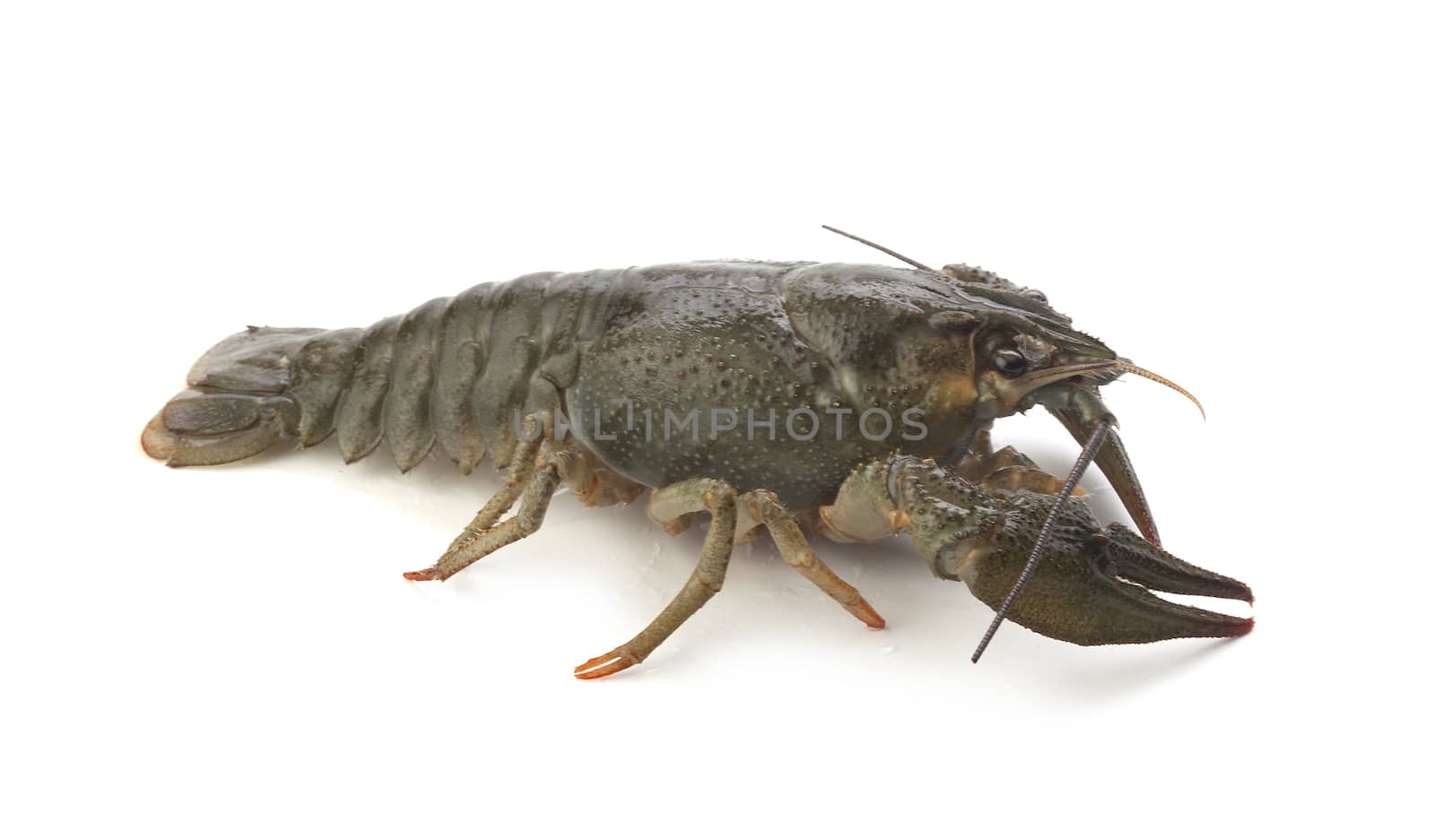 Alive isolated crawfish on the white background