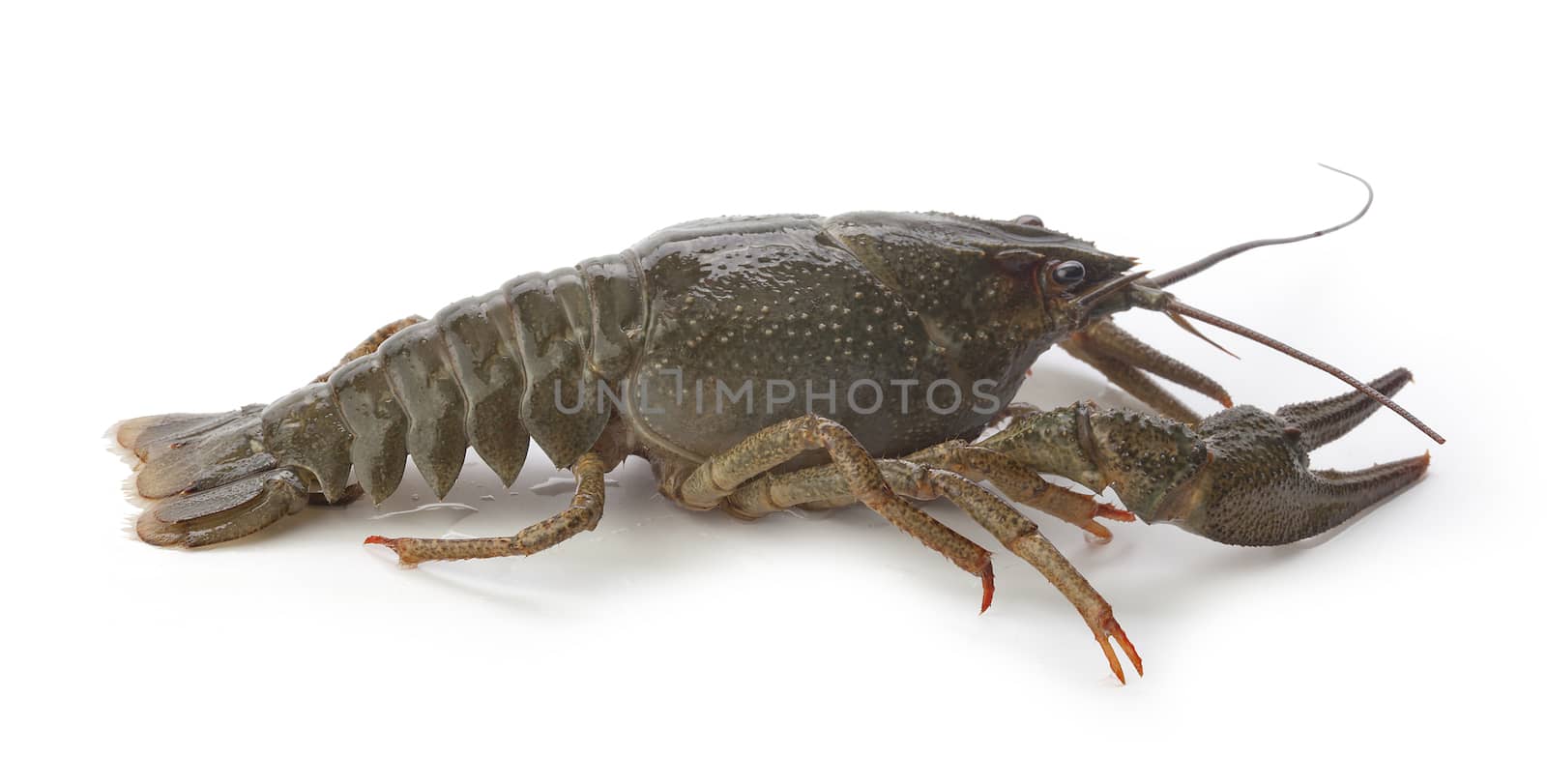 Alive crawfish by Angorius