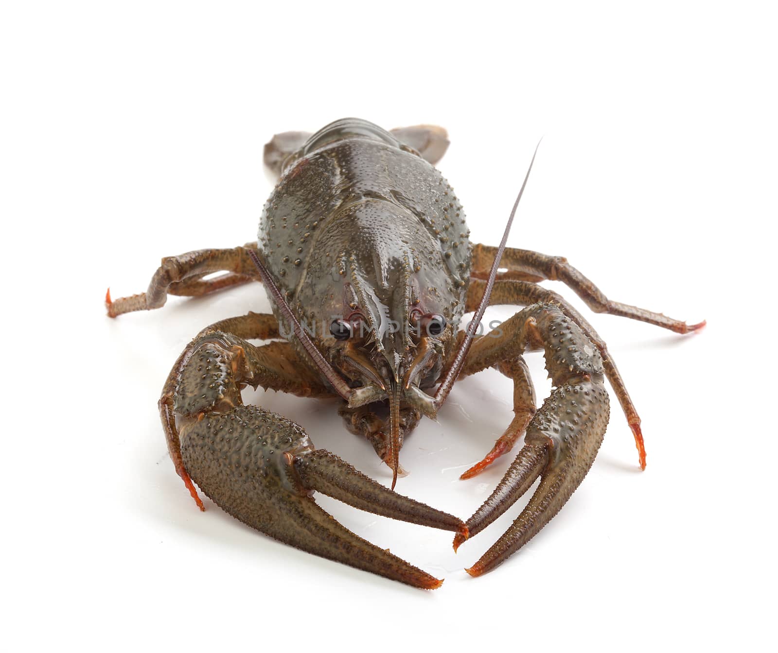 Alive isolated crawfish on the white background