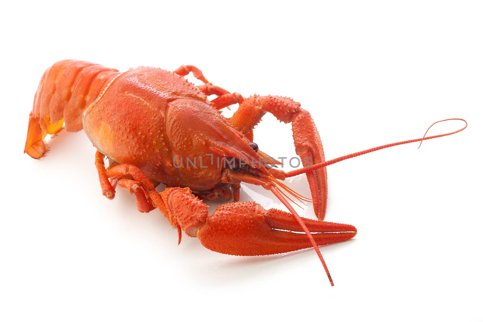 Isolated red boiled crawfish on the white background