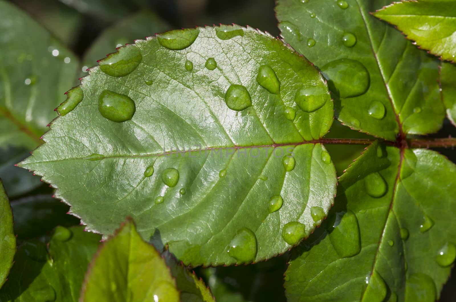 Close up image of water drops on a rose leaf.