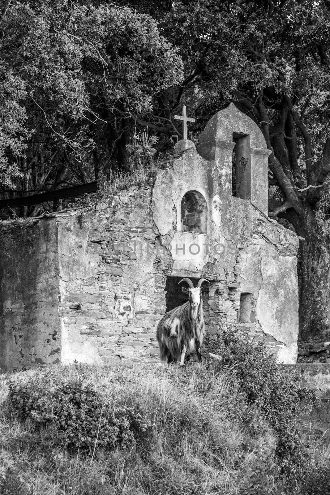 Black and white picture of a church in nature contest