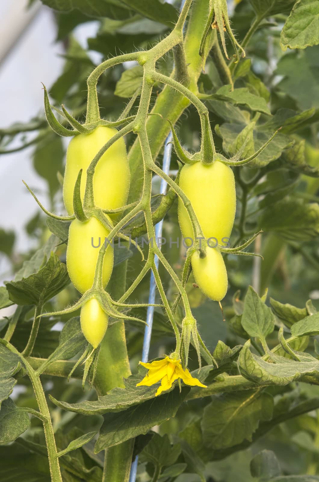 Tomato plant details: fruit and flower, close image