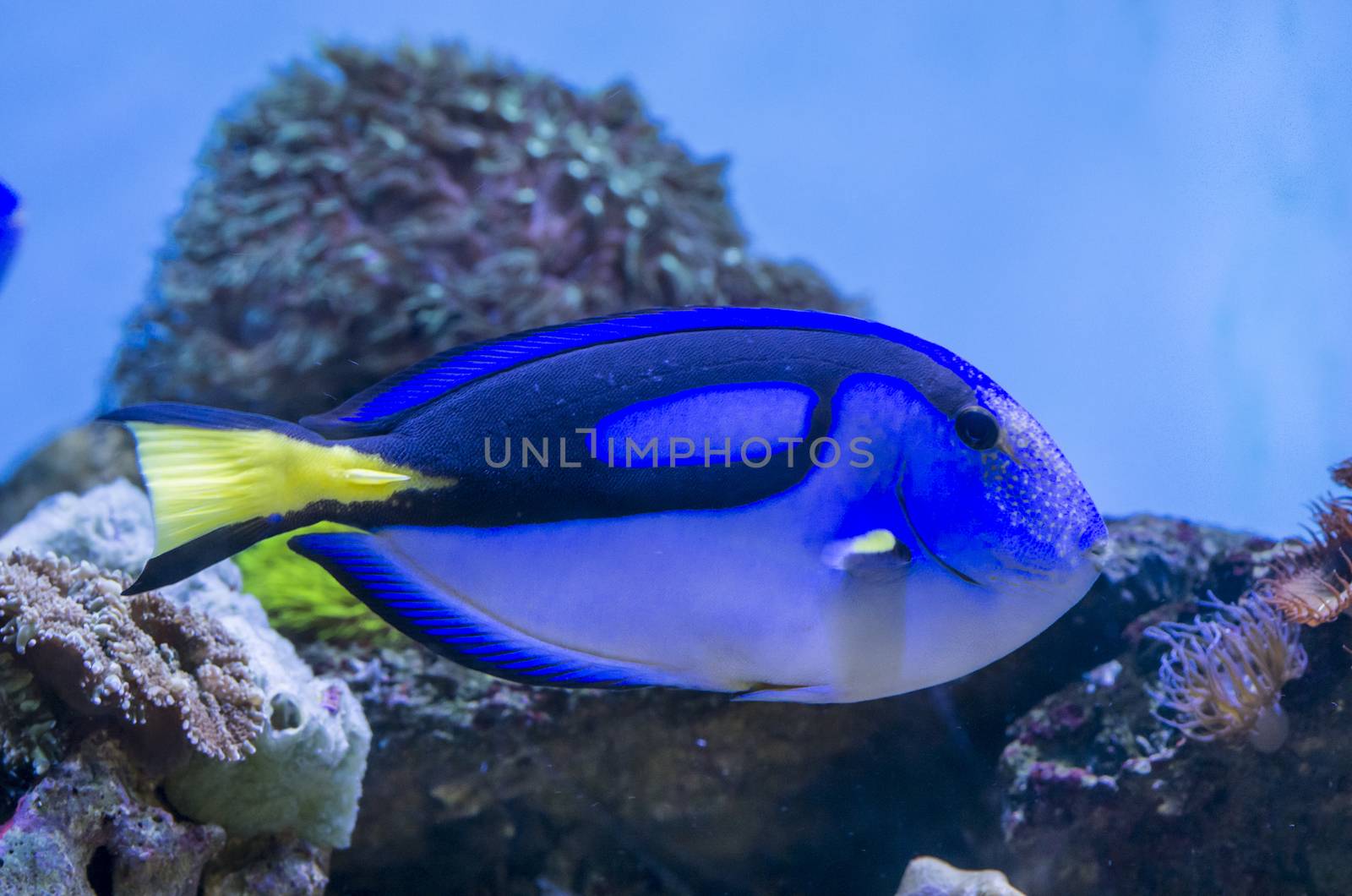 Blue Tang fish by savcoco