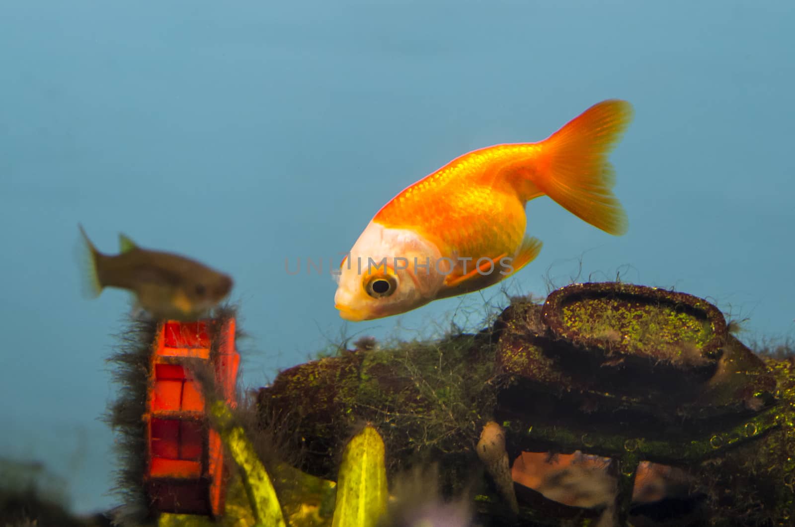 Beautiful gold fish by savcoco
