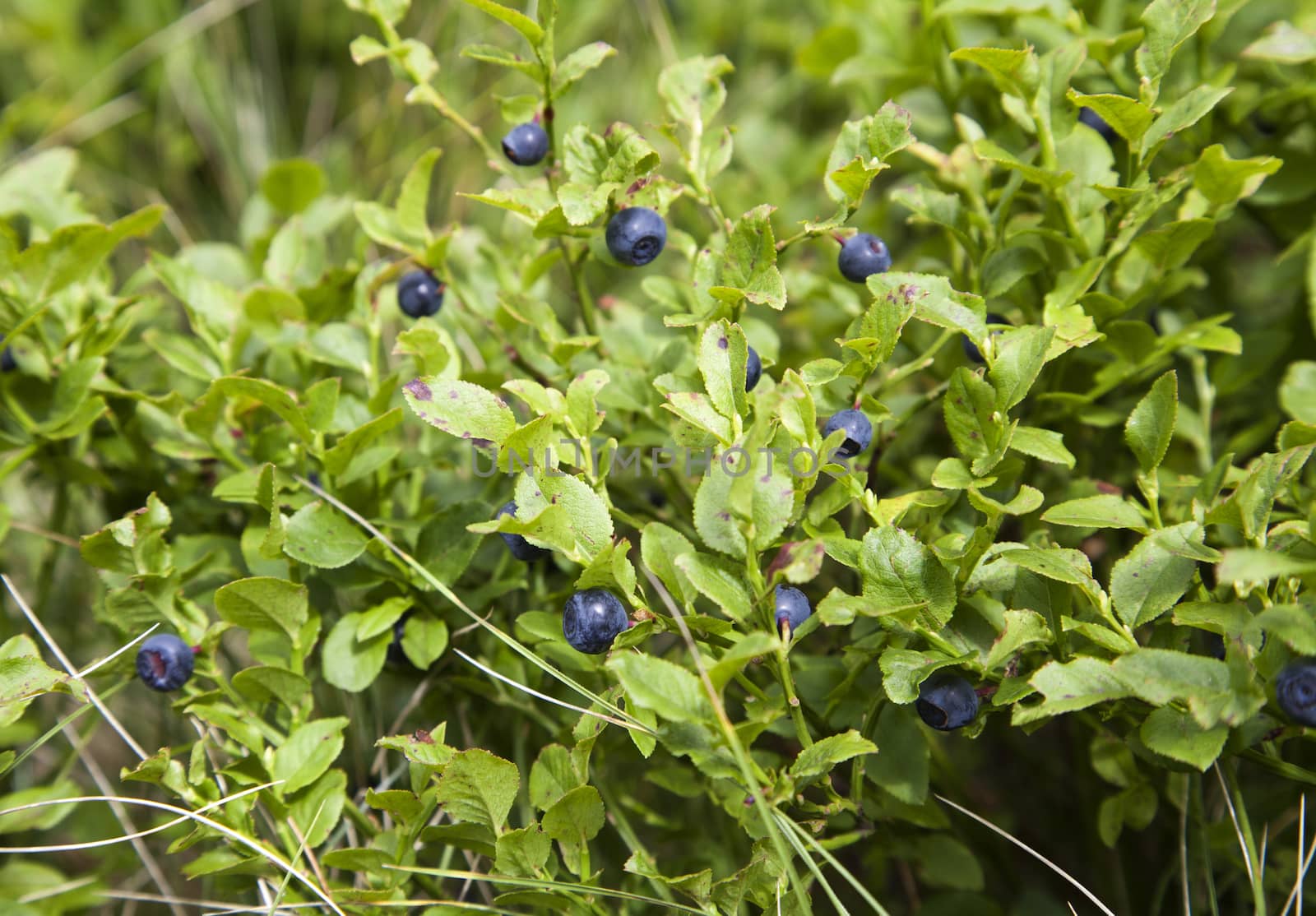 Close-up of wild growing blueberry bush with berries