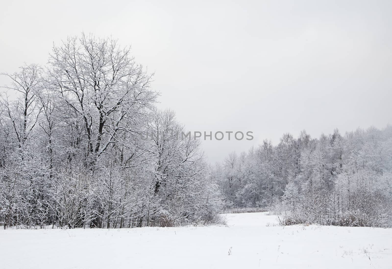 A path between trees covered with snow