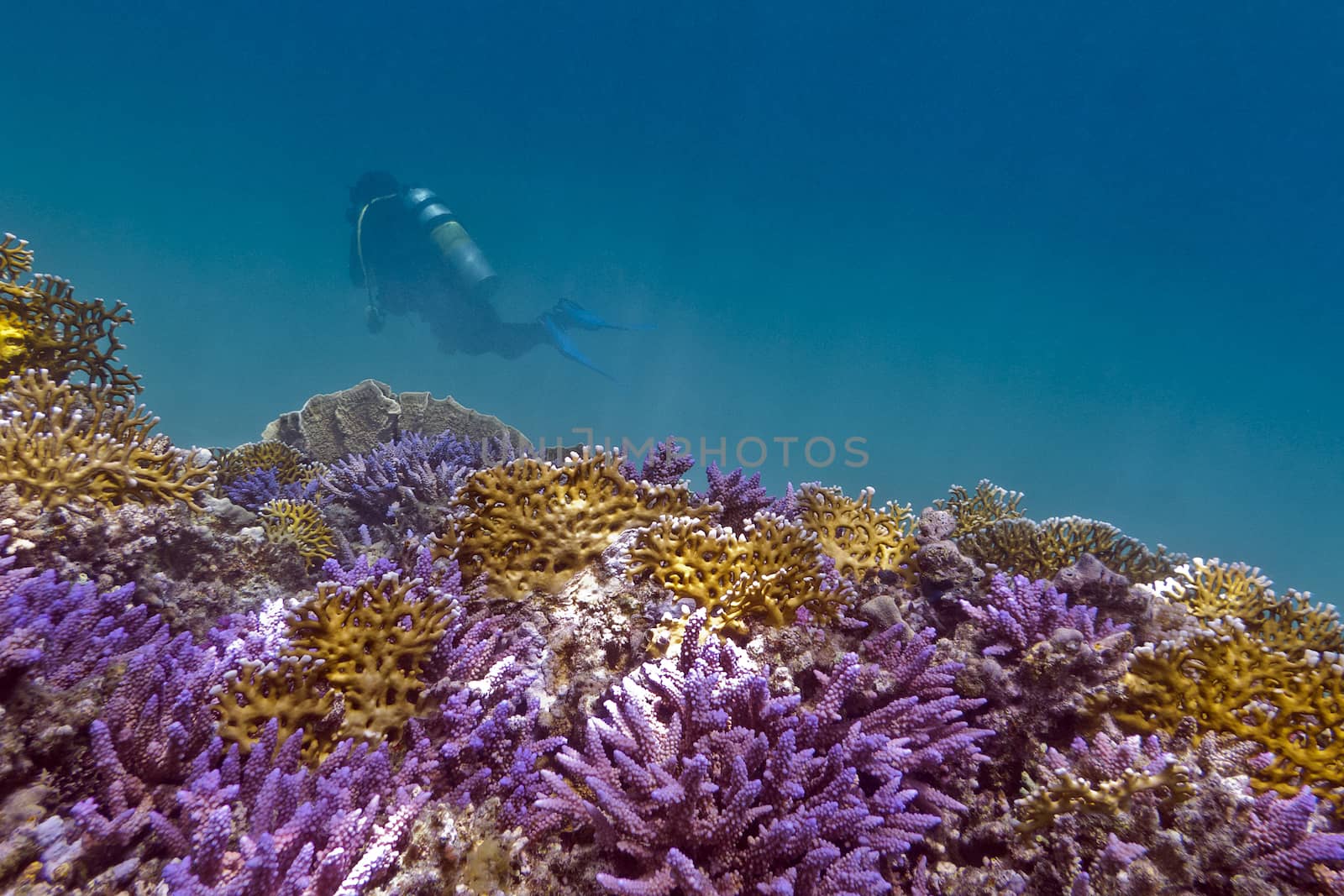 coral reef with violet hard corals, yellow fire corals and diver in tropical sea