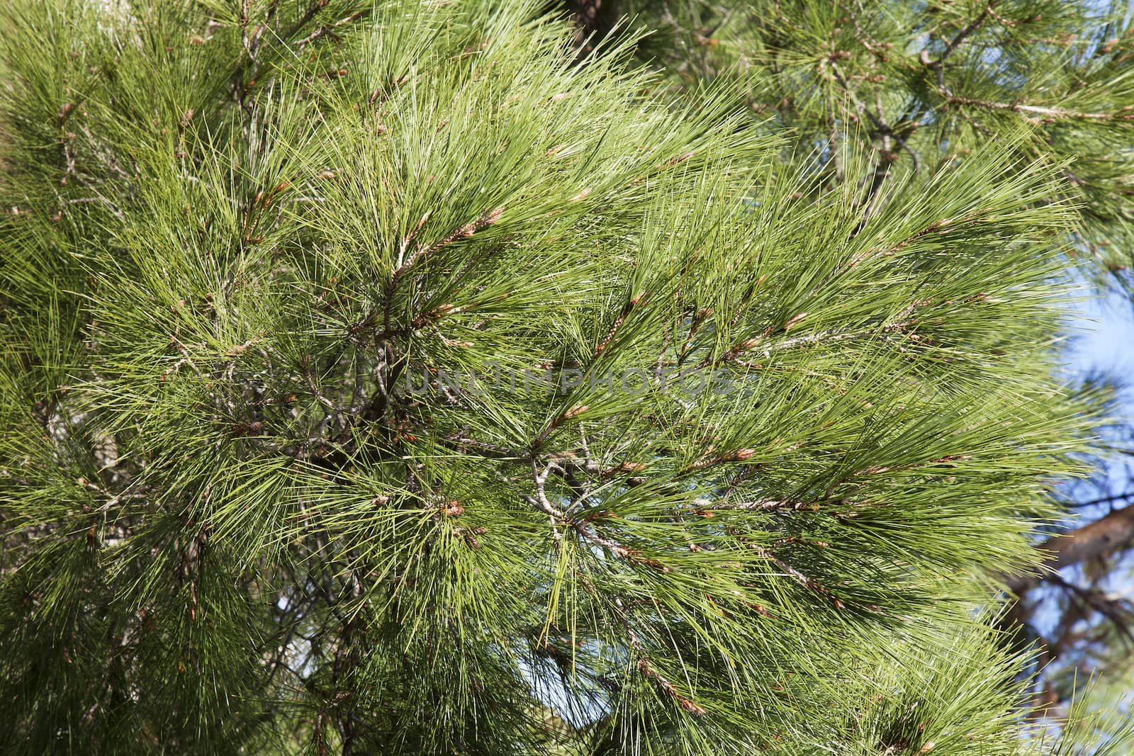 Close-up of green conifer branches in summer