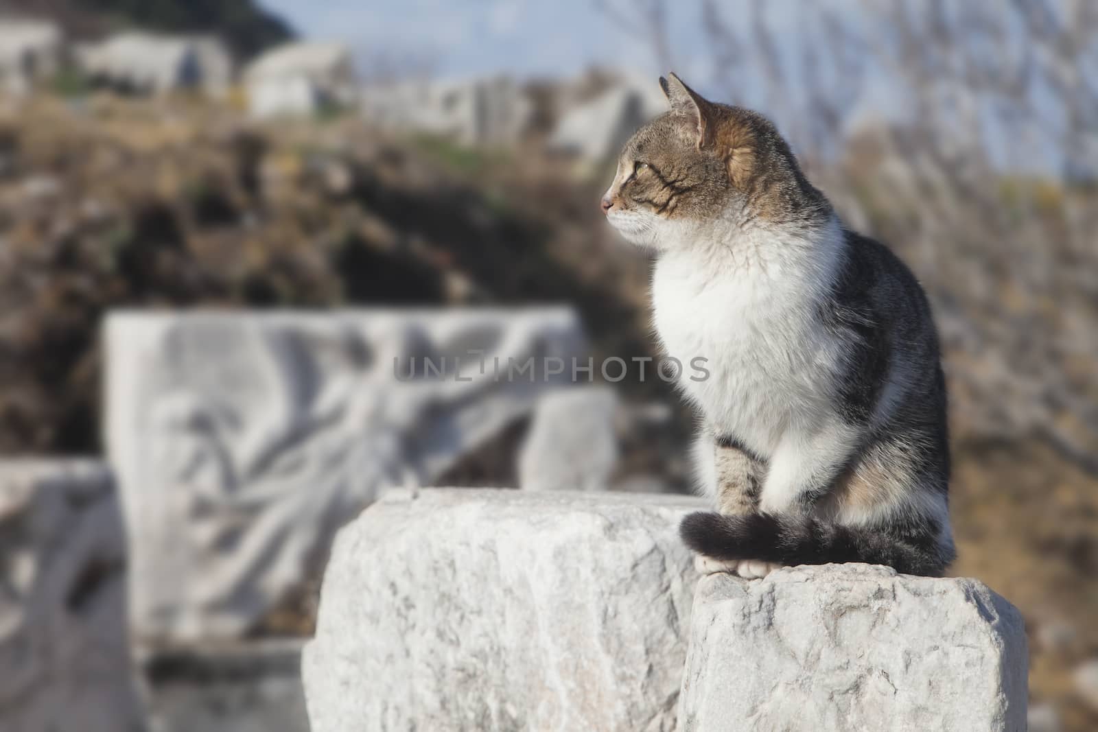 Cat on a ruin of an ancient greek town Ephesus
