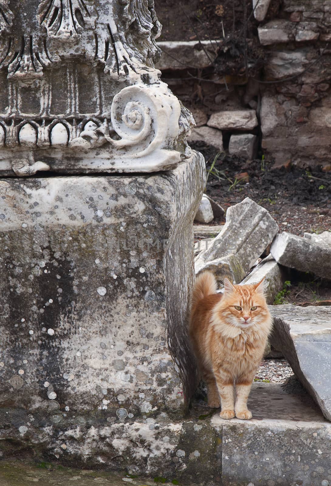 Cat on a ruin of an ancient greek town Ephesus