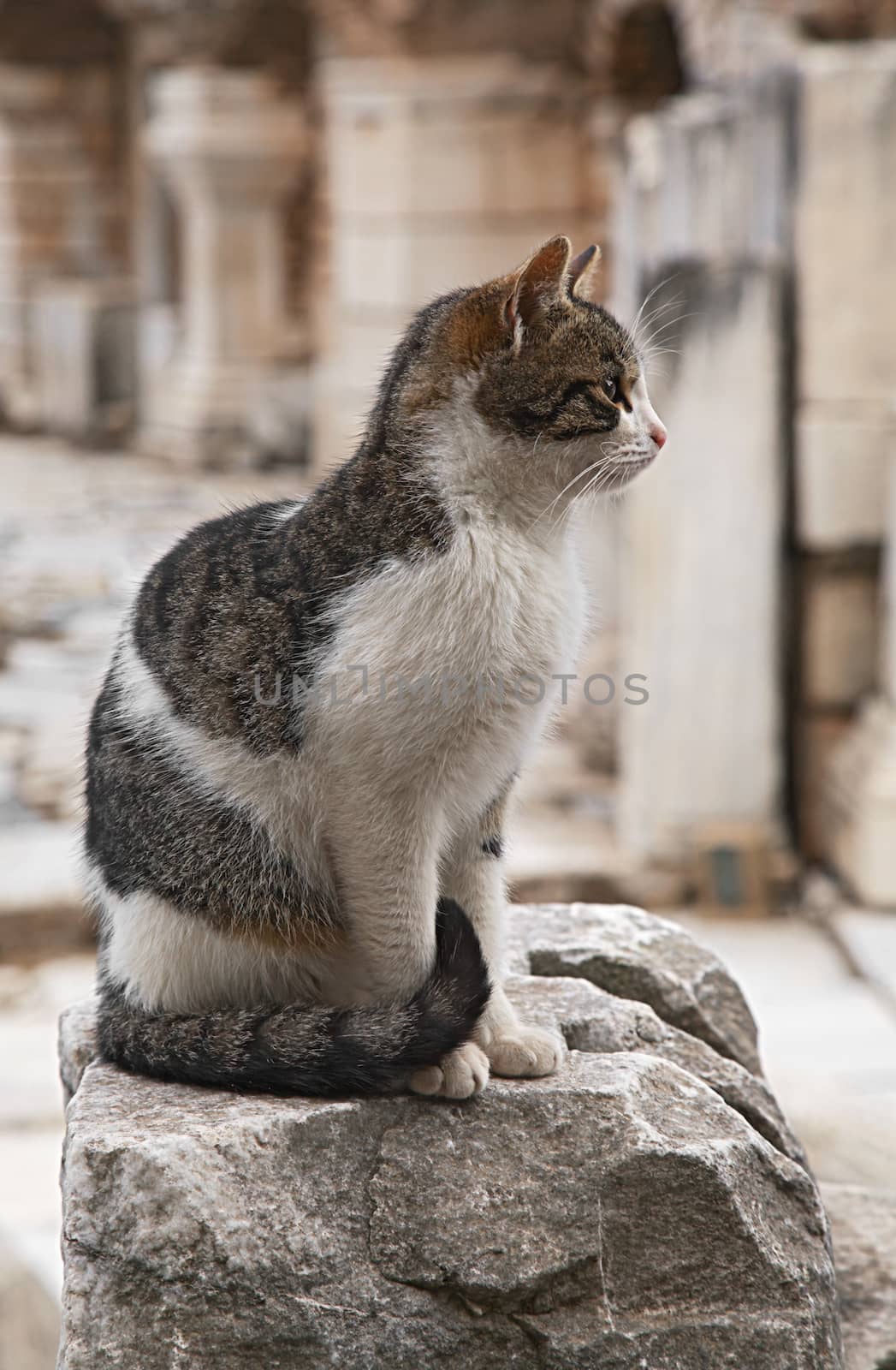 Cat on a ruin of an ancient greek town Ephesus