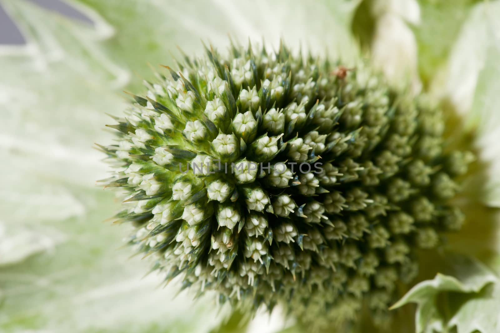 dry green  carduus macro