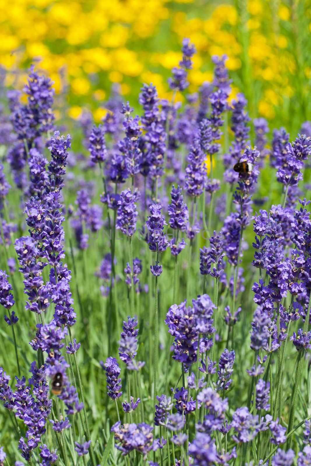 field of blooming violet lavender 