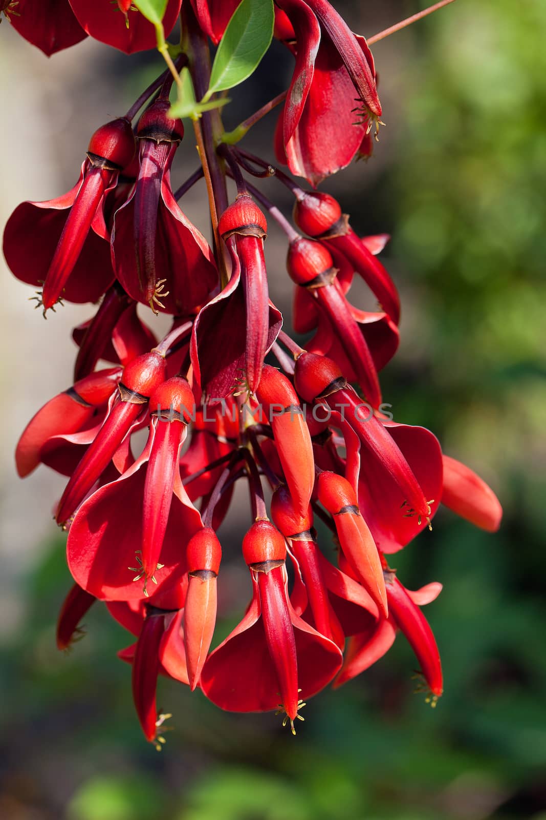 flowering tree of erythrina crista-galli in garden close up