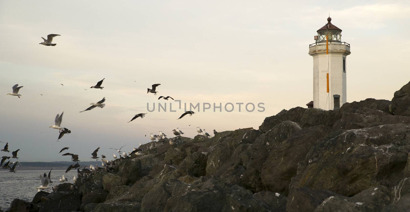 Seagulls Fly Shorebirds Rock Barrier Point Wilson Lighthouse by ChrisBoswell