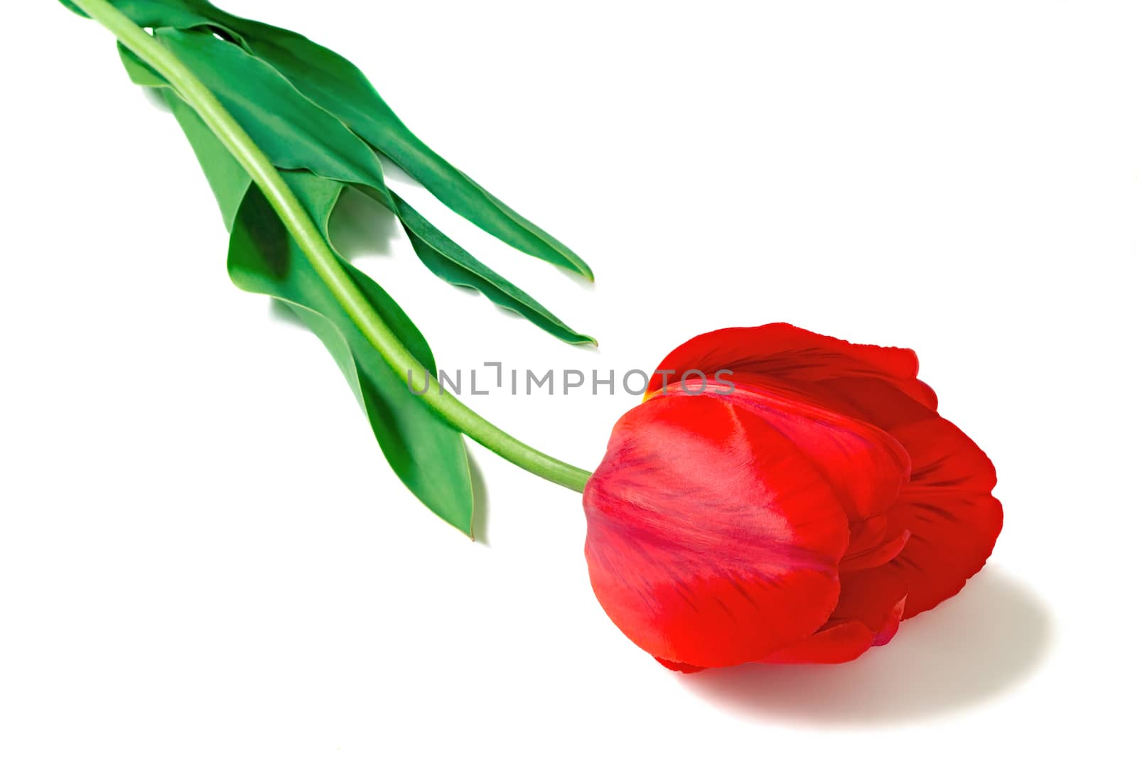 One big beautiful tulip of bright red color with green leaves on a white background.