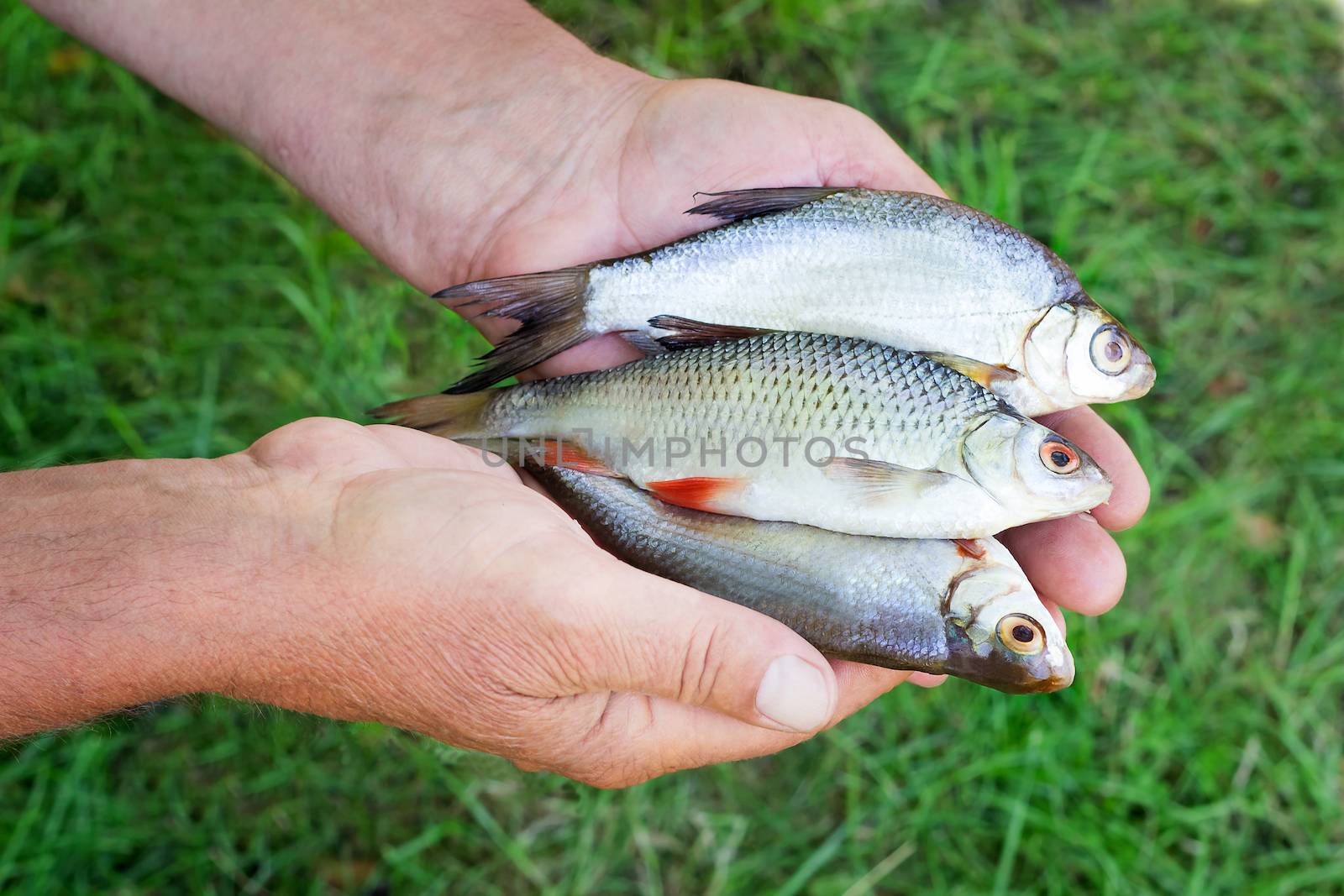 The fisherman holds on the river bank in hand the catch: three small caught fishes.