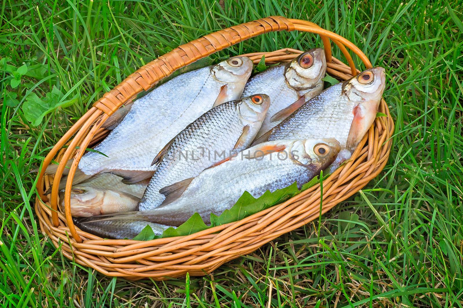 On a green grass the wattled basket with fish hooked in the river is situated on the bank of the river.