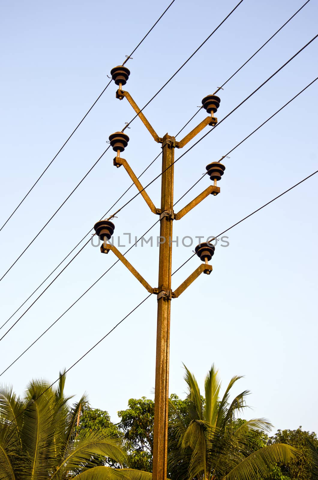 electric pole and palm tree in asia by alis_photo