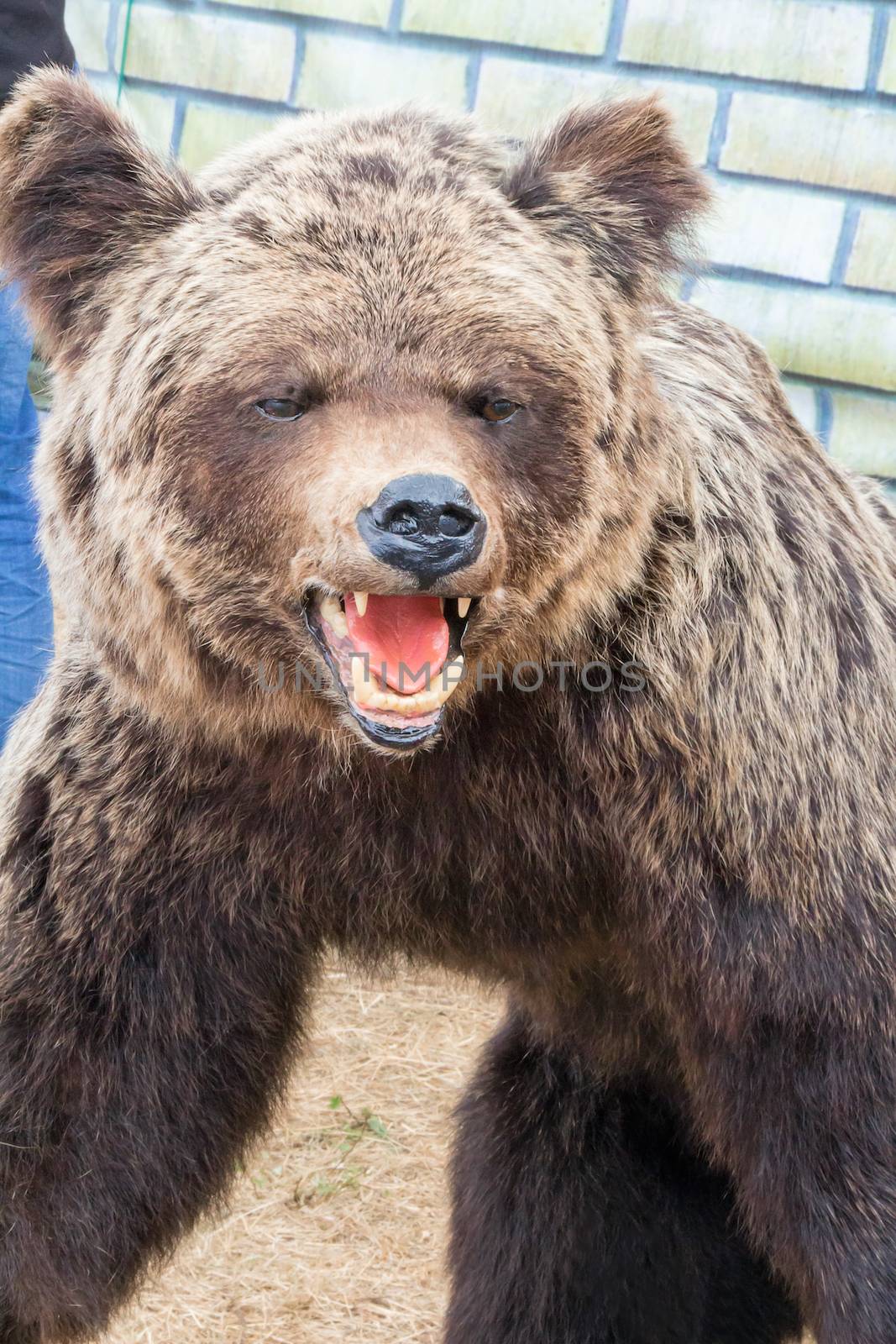 Effigy of a big brown bear with an open mouth. It is photographed by a close up.
