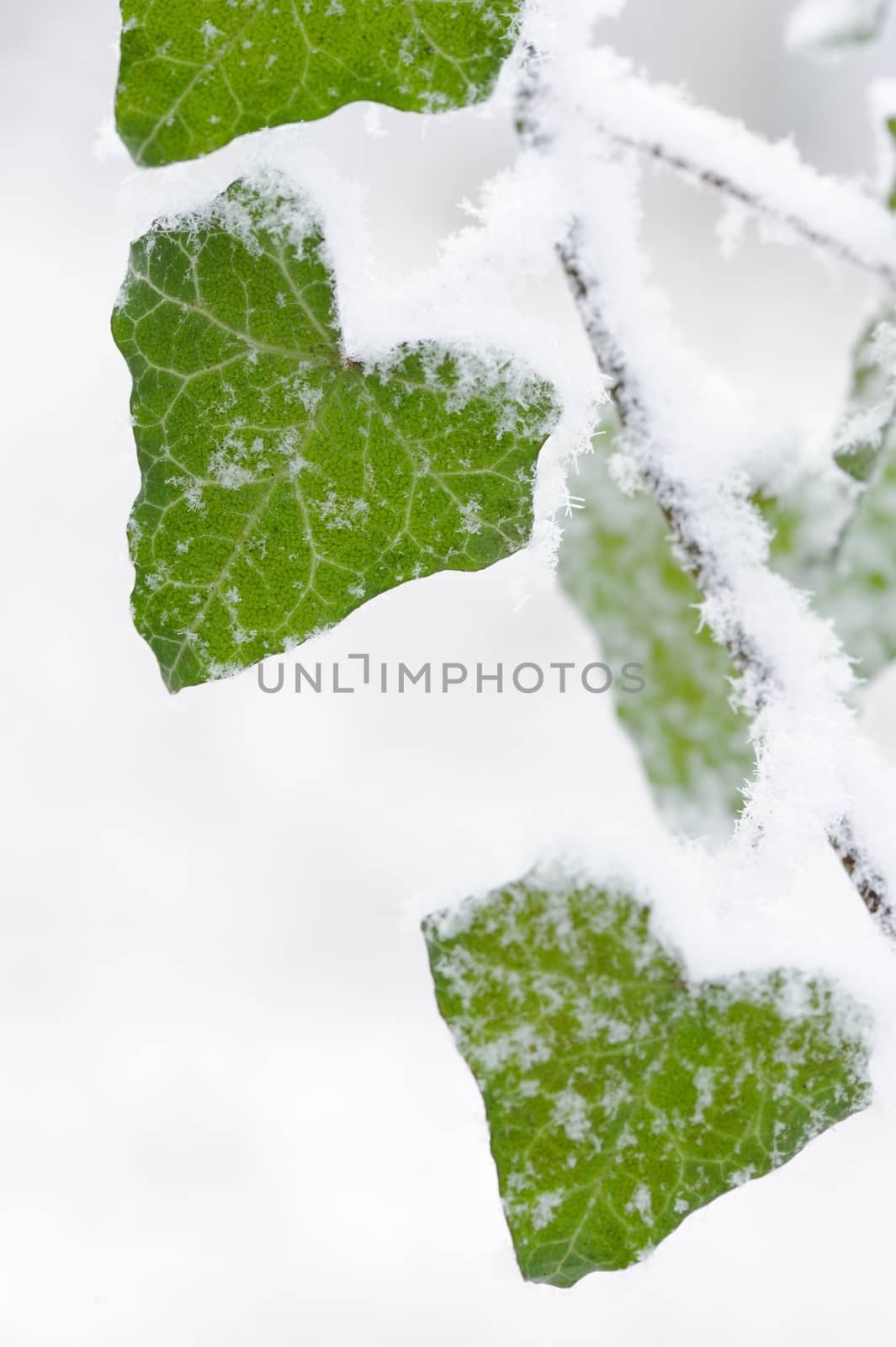 Ivy leaves closeup covered in snow during winter