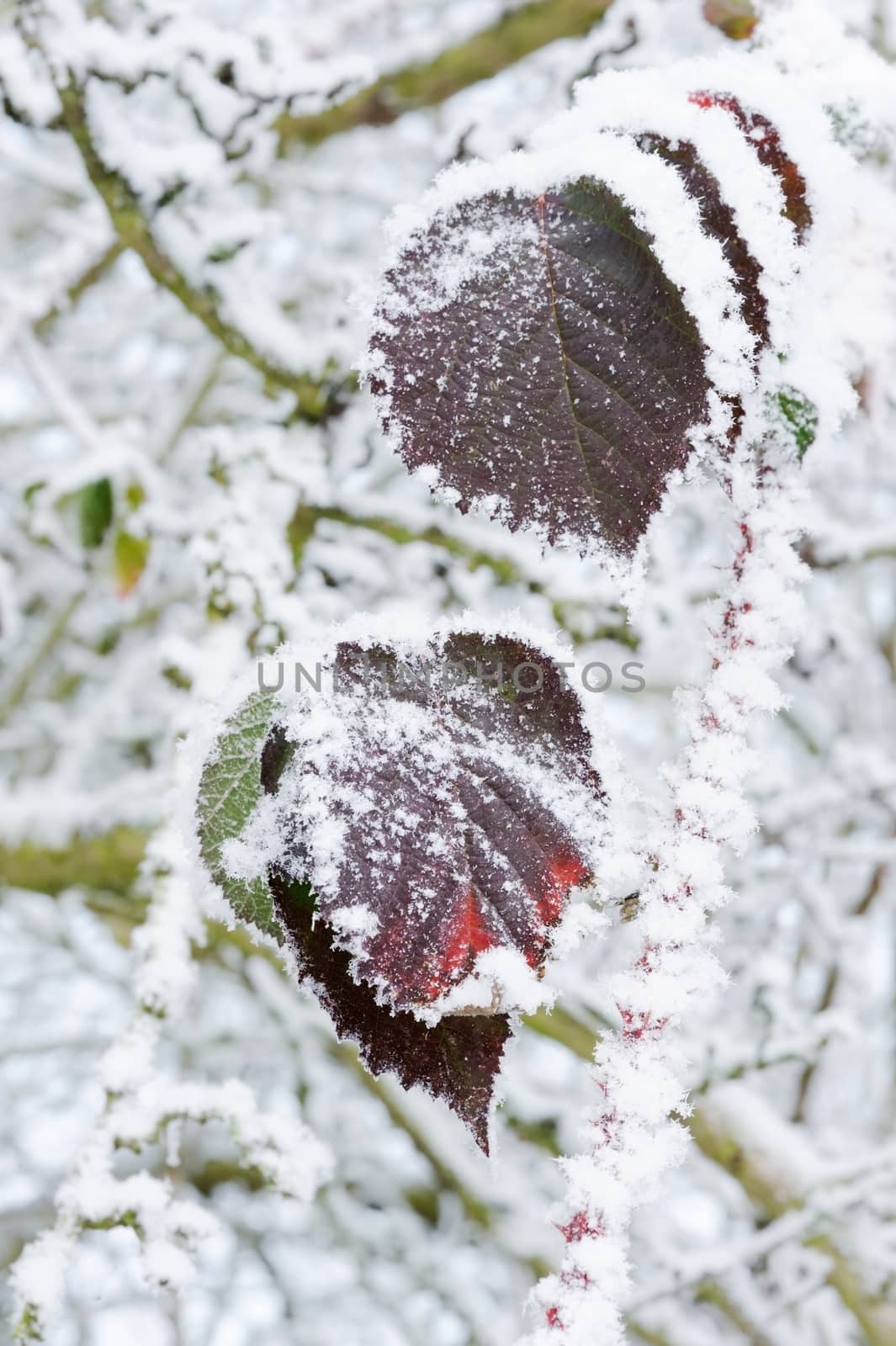 Red leaves with snow by kmwphotography