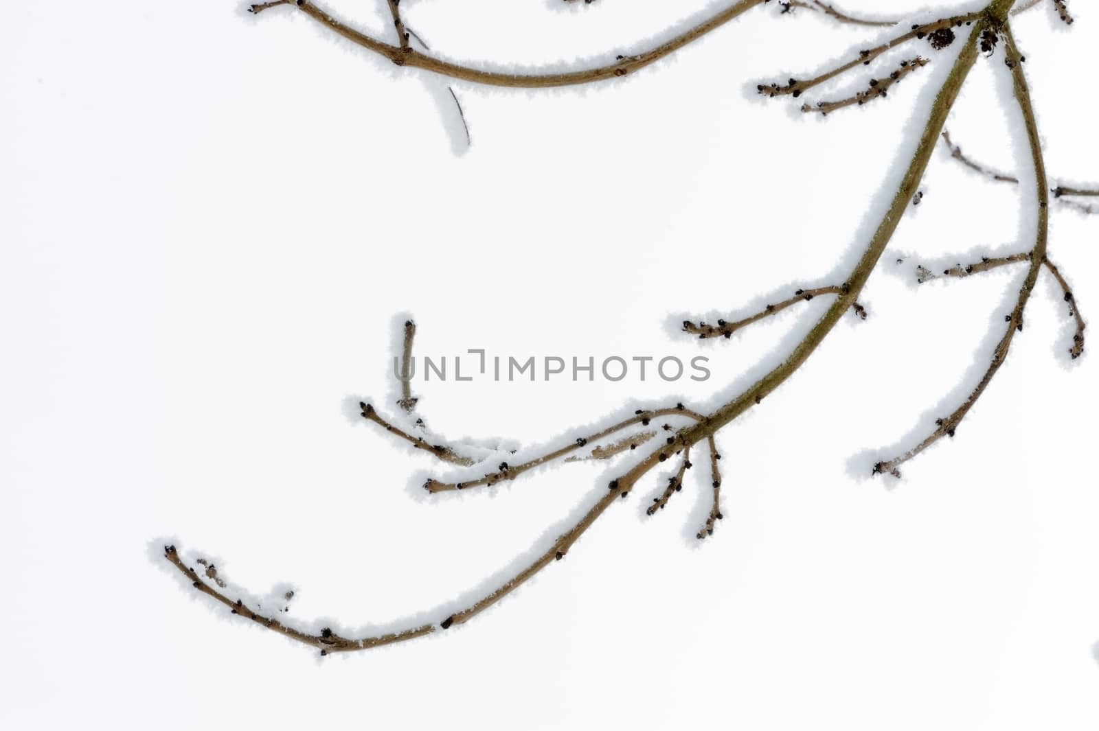 Branch of tree in winter covered in snow
