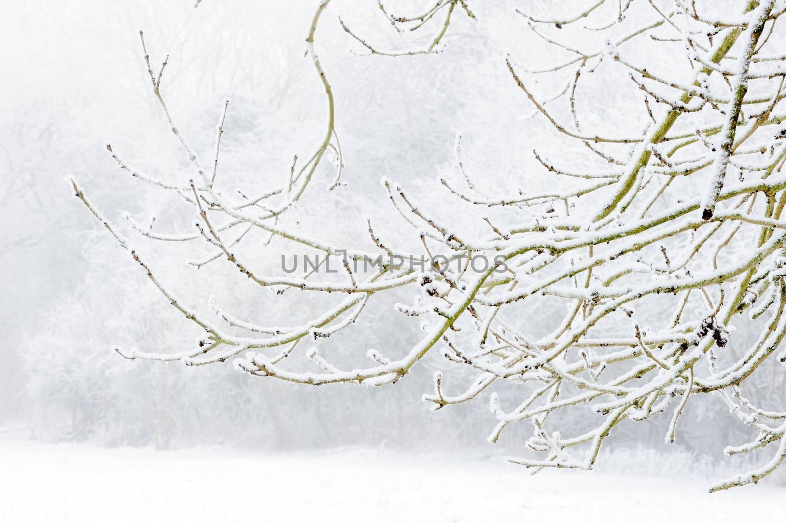 Branches of tree covered in snow during winter