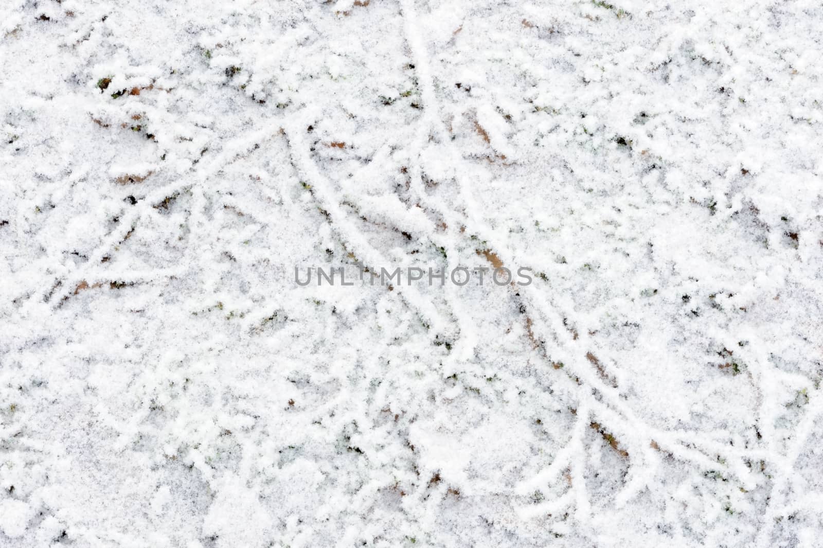 Forest floor covered in snow during winter