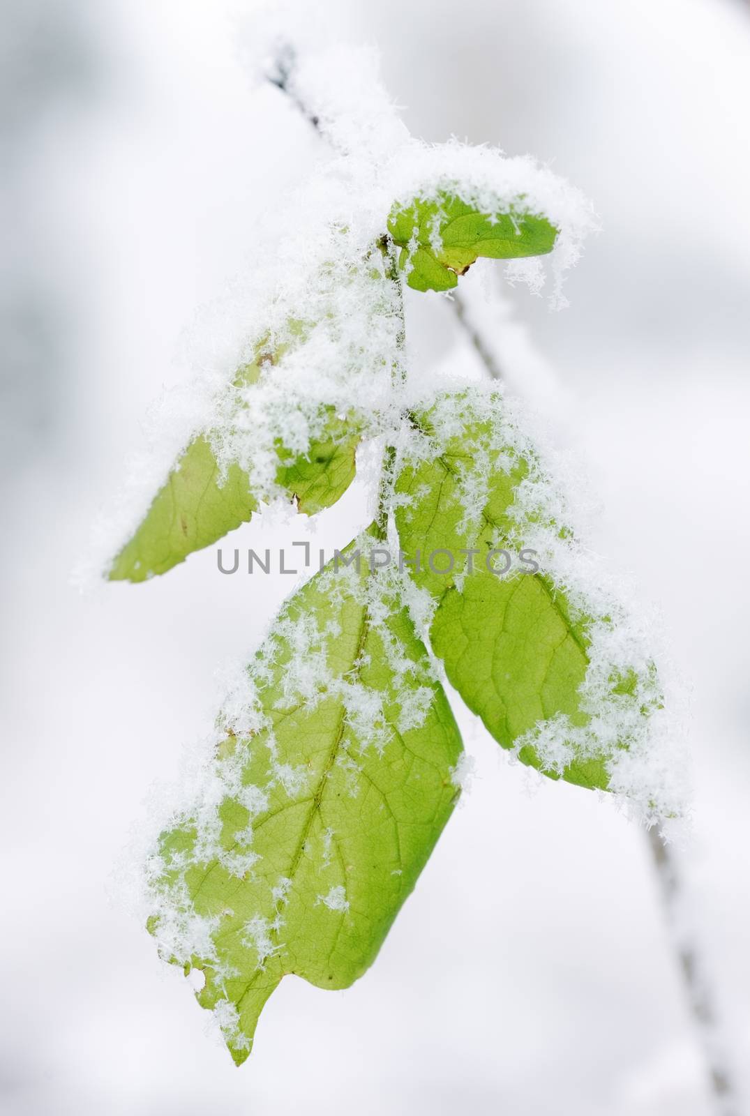 Closeup detail of leaves covered in snow during winter