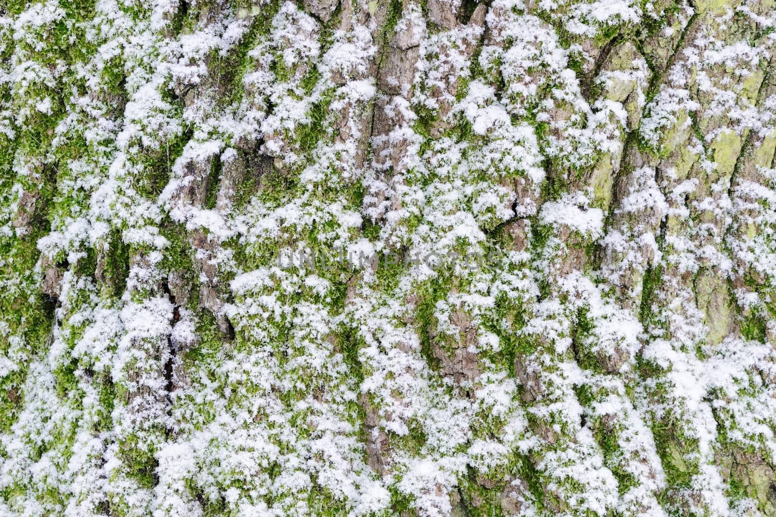 Tree bark with snow by kmwphotography
