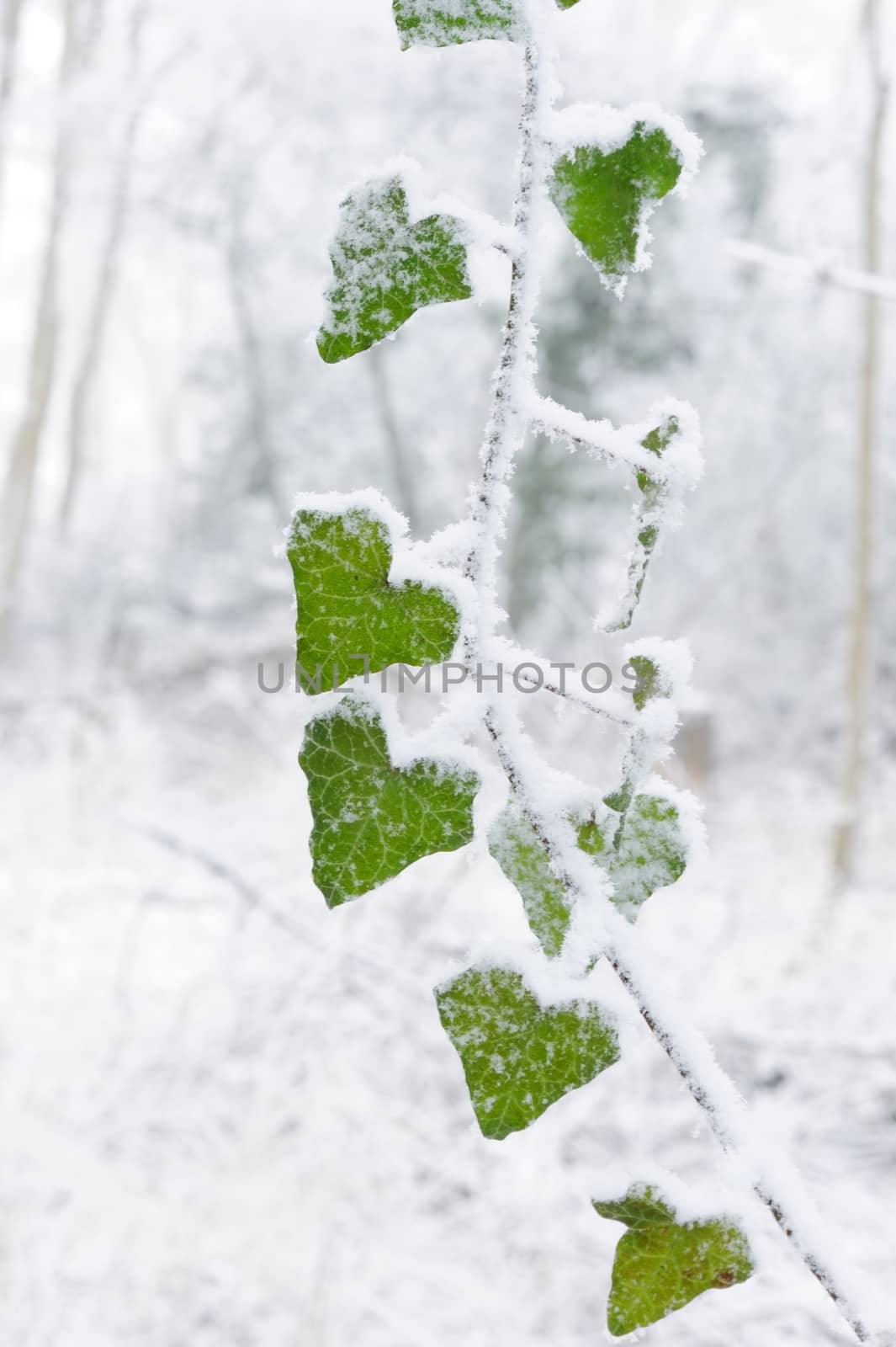 Ivy covered in white snow on winter day