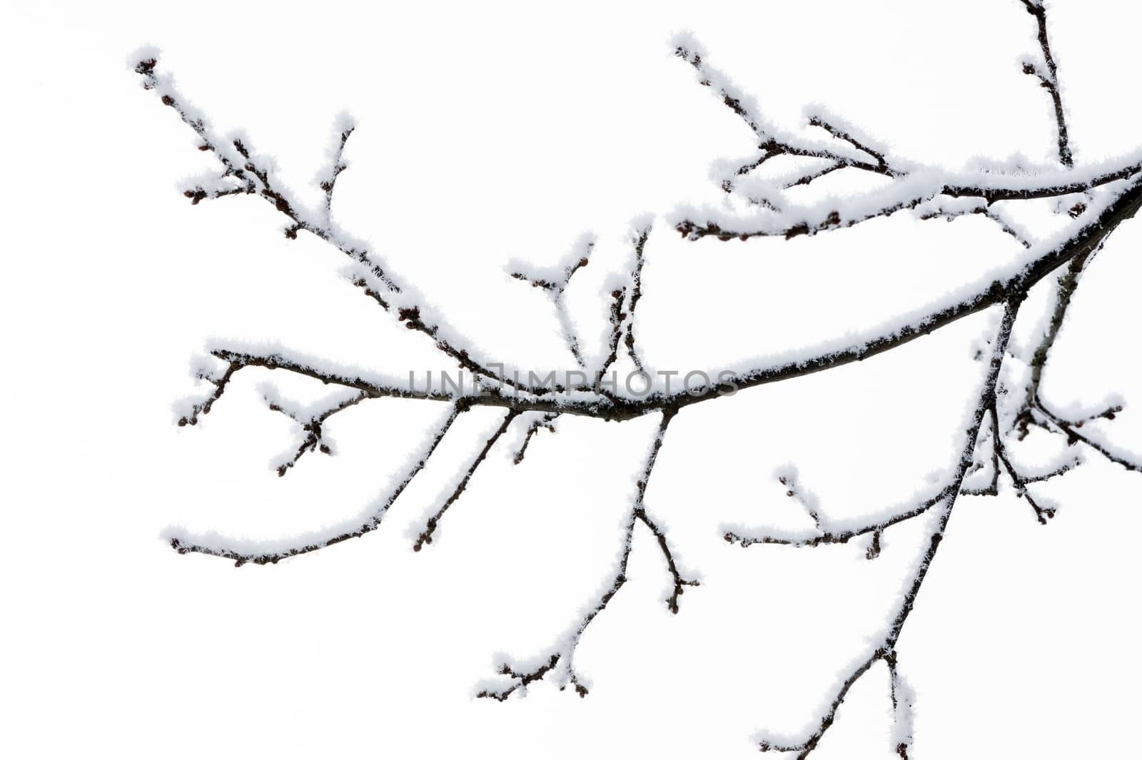 Branch of tree covered in snow during winter