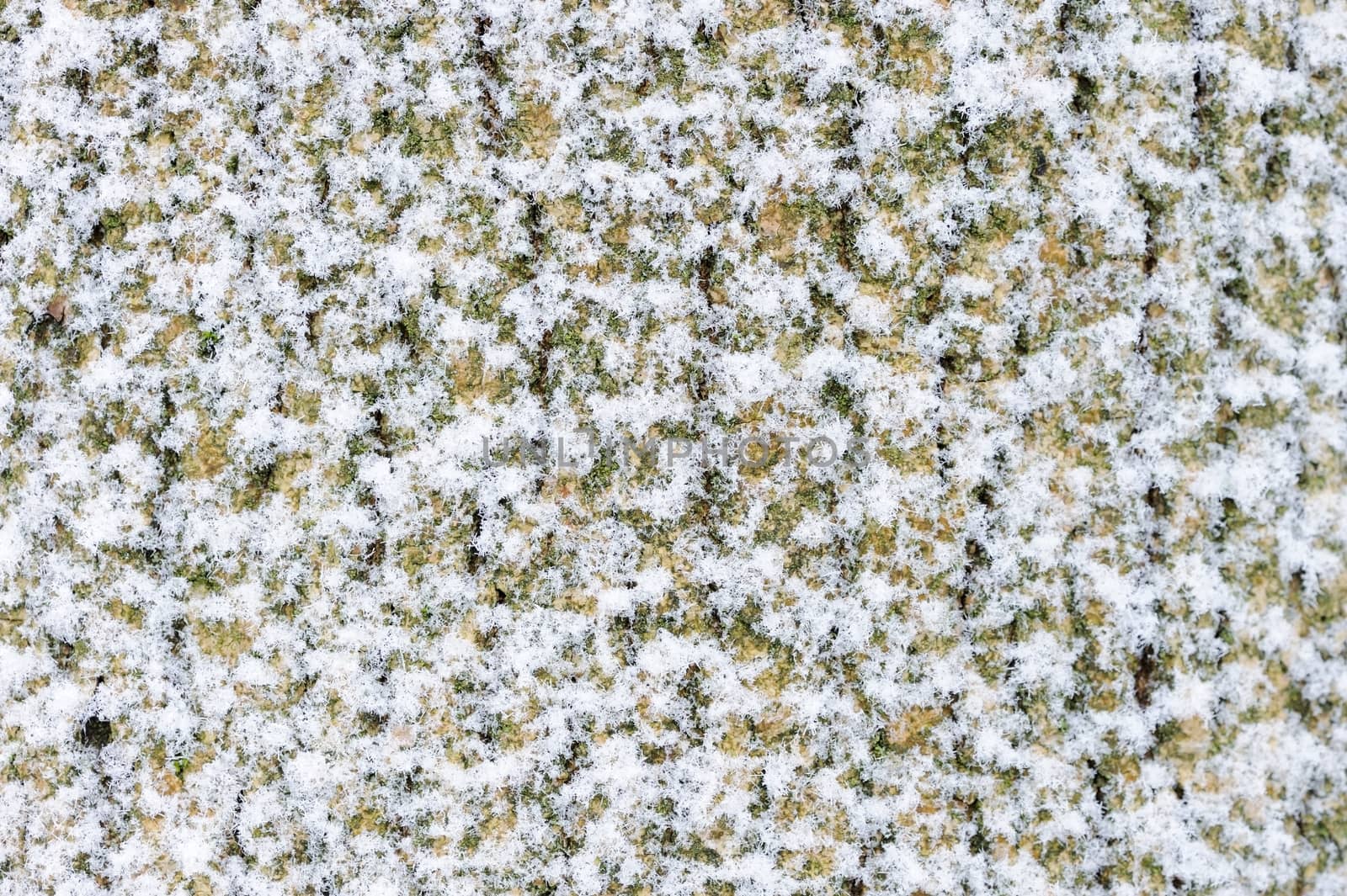 Closeup of tree bark covered in snow during winter