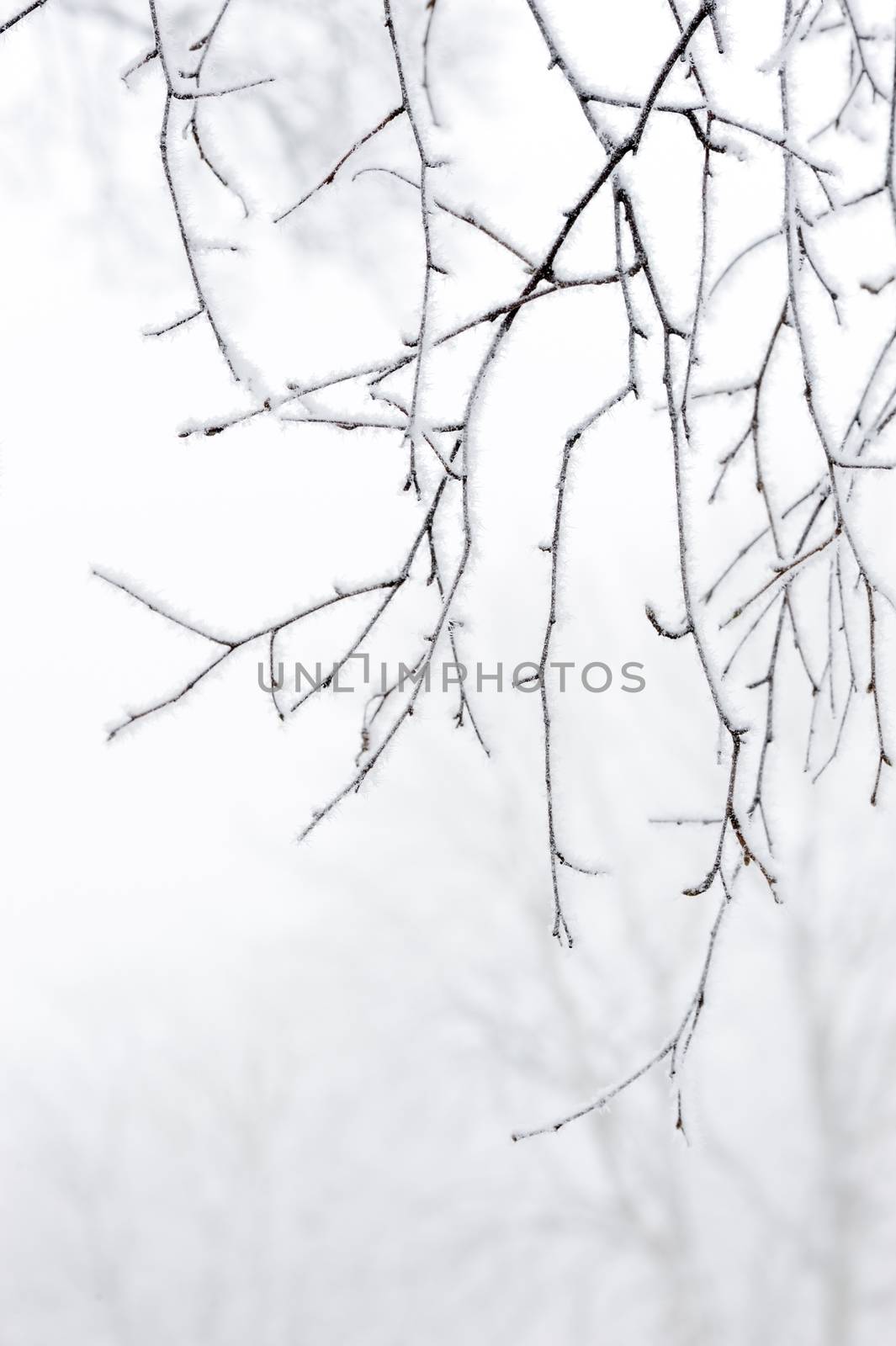 Snow covered twigs by kmwphotography