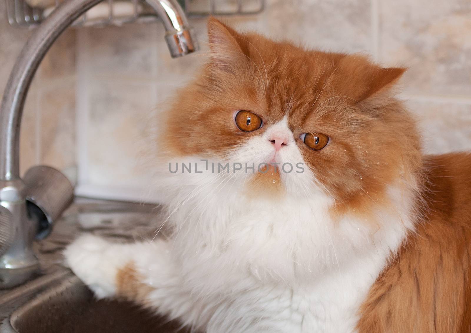 Red cat with water droplets on a muzzle sits in kitchen sink