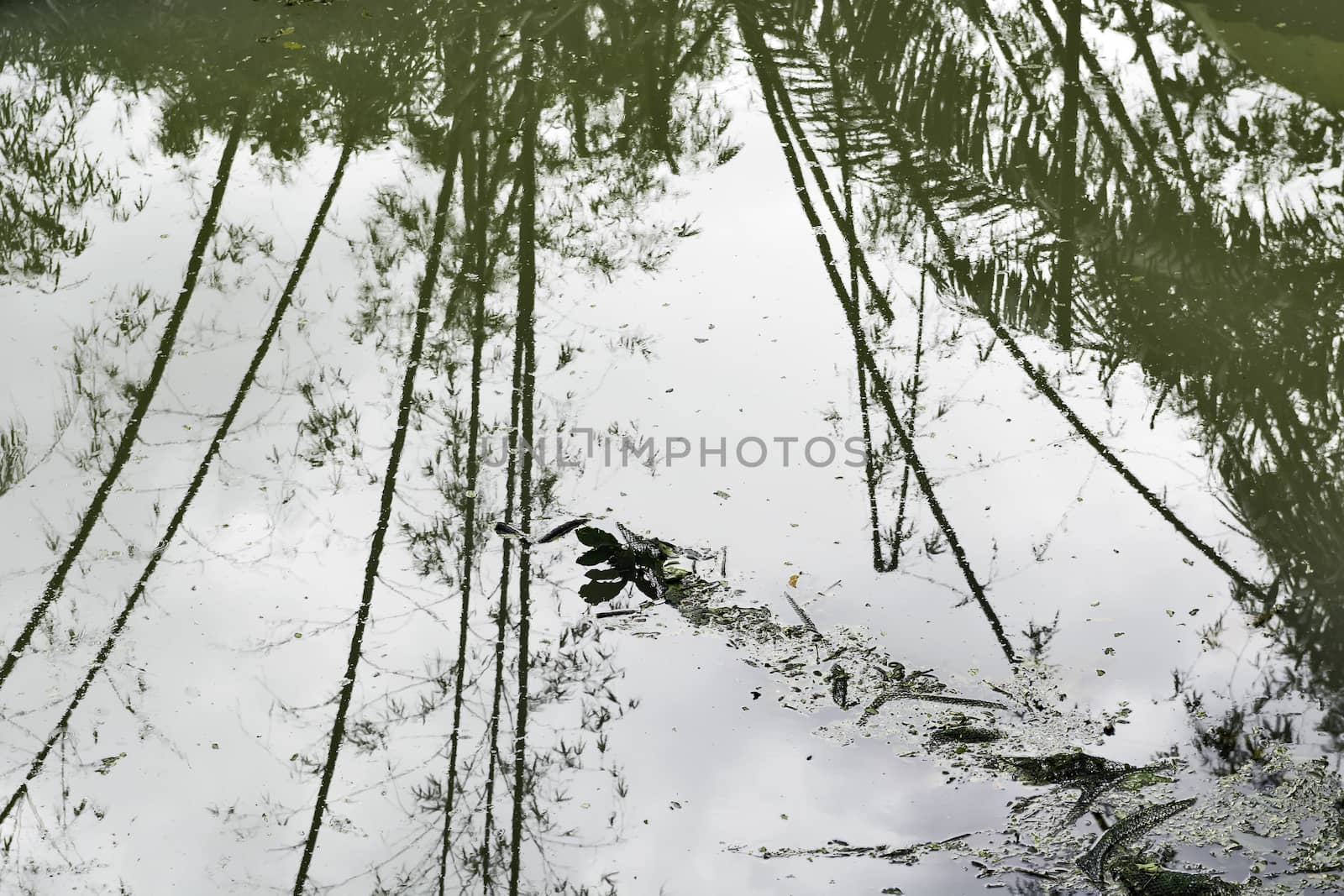 Dirty swimming pool after a strong typhoon