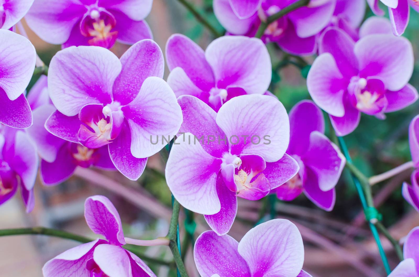 Beautiful purple orchid phalaenopsis by nopparats