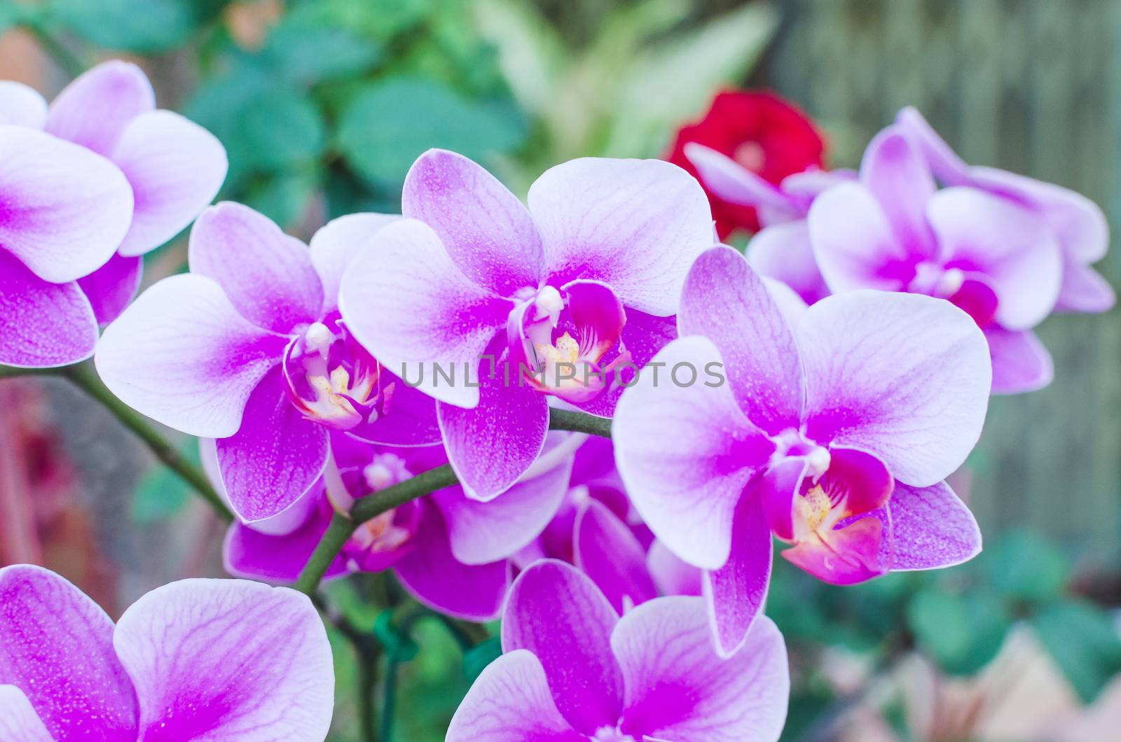 Beautiful purple orchid phalaenopsis by nopparats