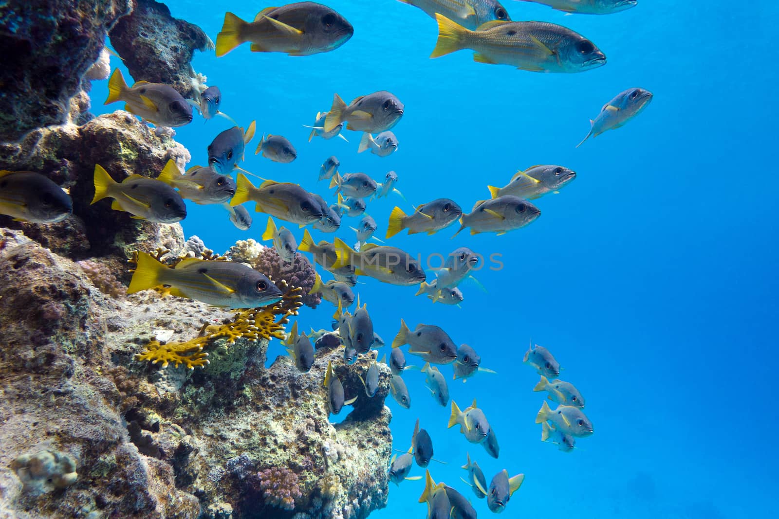 coral reef with shoal of goatfishes at the bottom of tropical sea on blue water background
