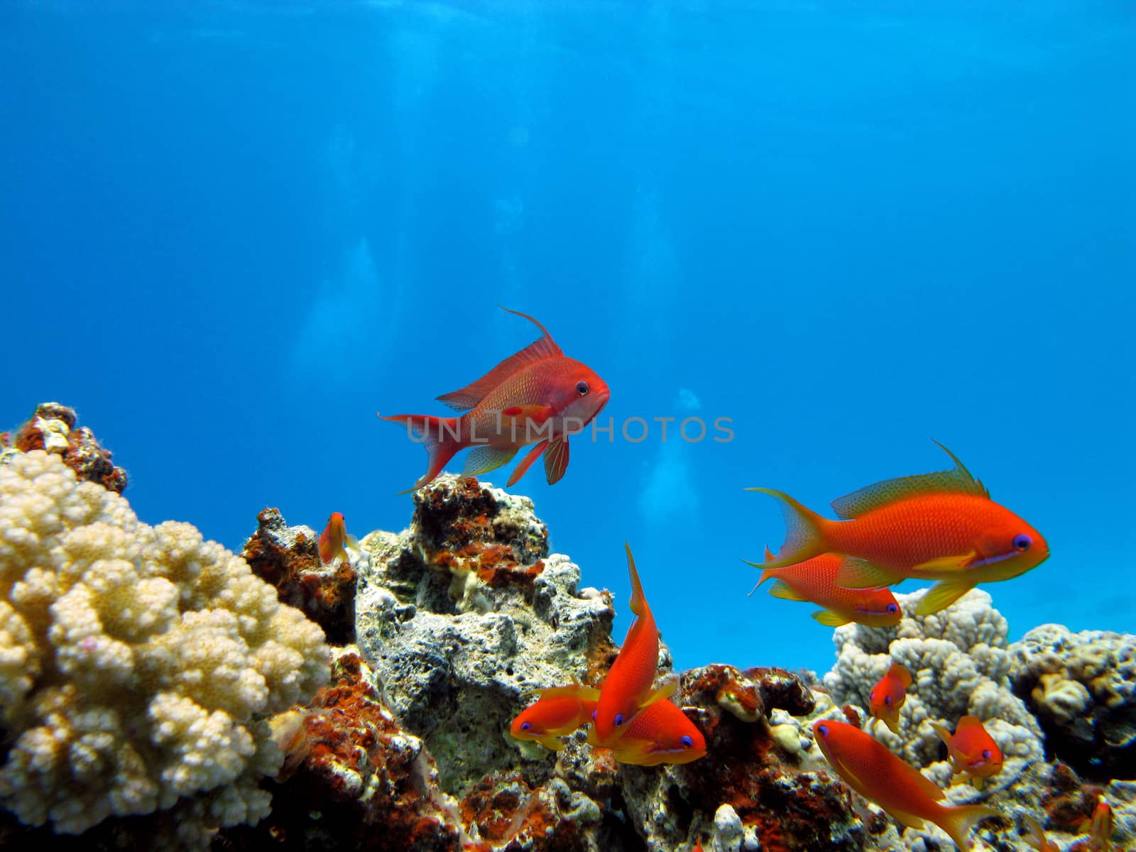 coral reef with exotic fishes anthgias in tropical sea on blue water background by mychadre77